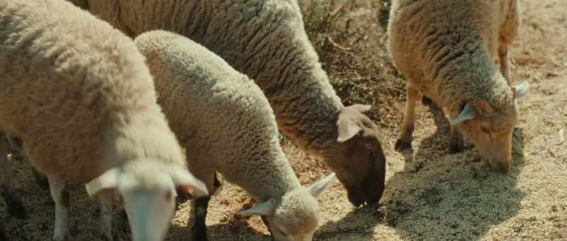 [bleating]