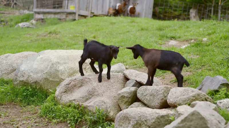 (bleating)