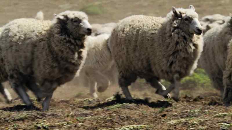 (BLEATING)