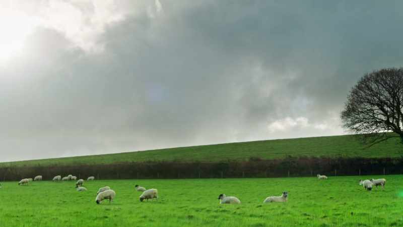 (bleating)