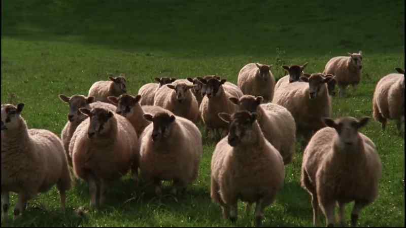 (BLEATING)
