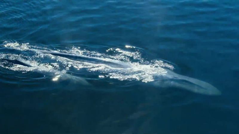 Blue whales are now protected