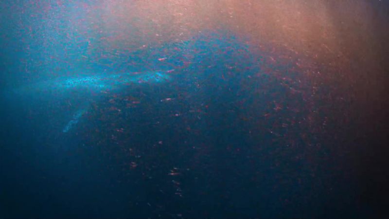 Blue whales supersize