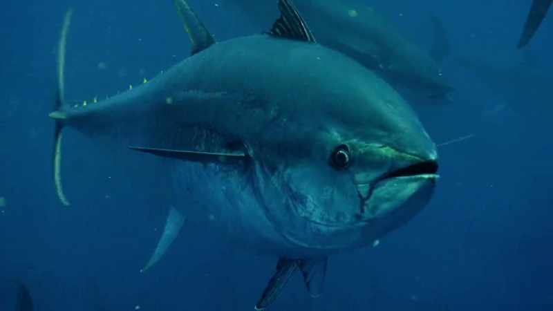 Bluefin tuna