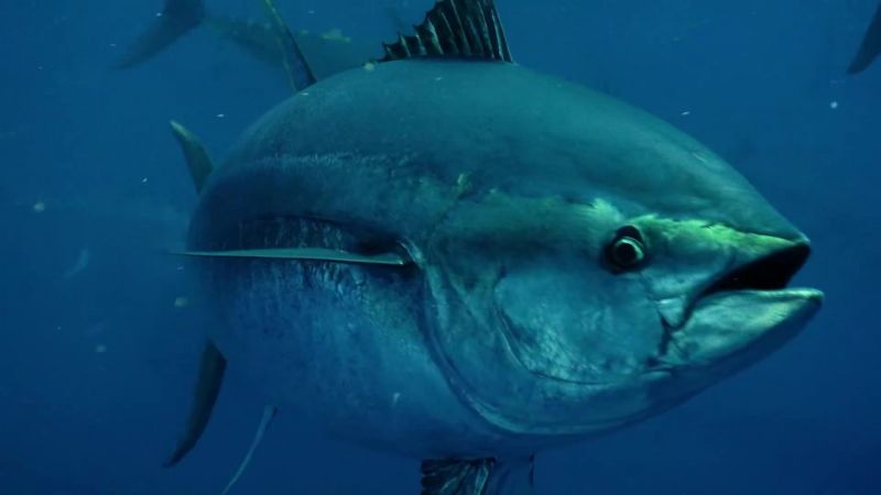 Bluefin tuna