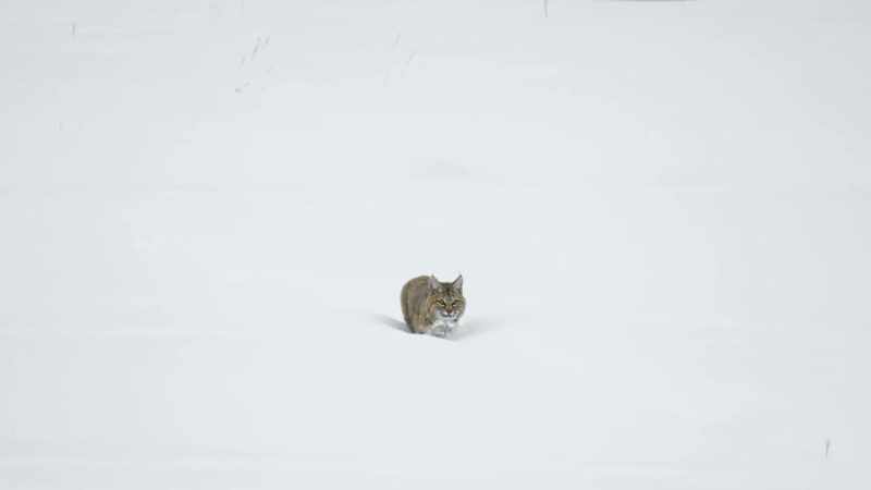 Bobcats usually avoid