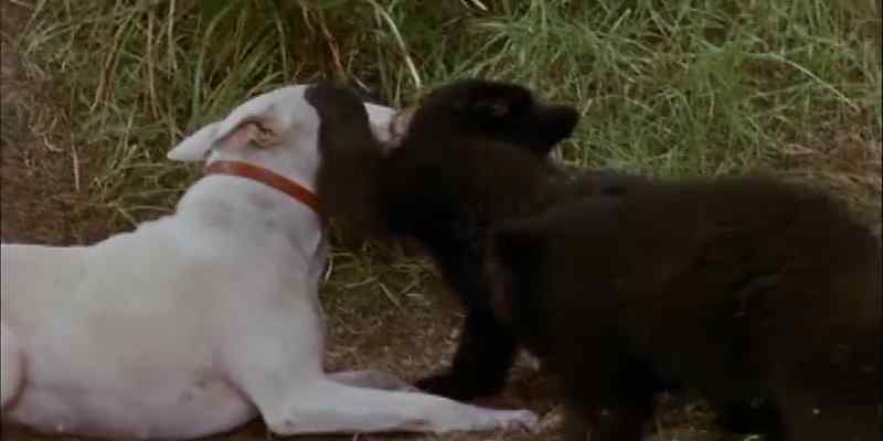 BODGER, PERHAPS