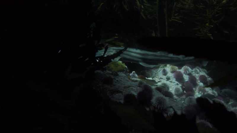 Body was slightly hunched forward and was following the scent trail