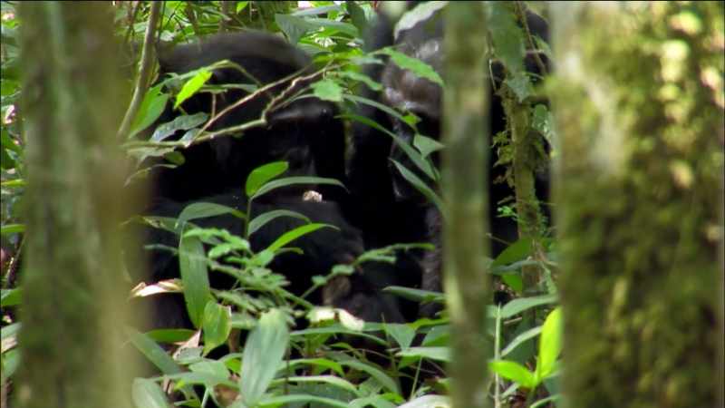 BONOBO AND CHIMPANZEES HAVE ACTUALLY BEEN SEPARATED