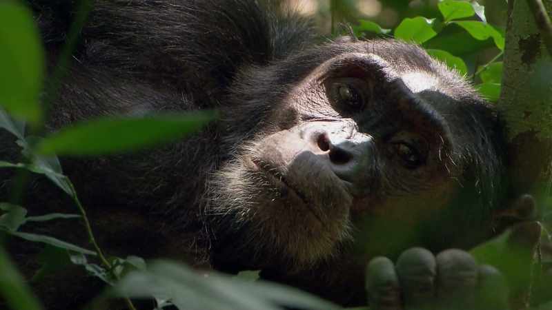 BONOBOS AND CHIMPANZEES ARE FASCINATING
