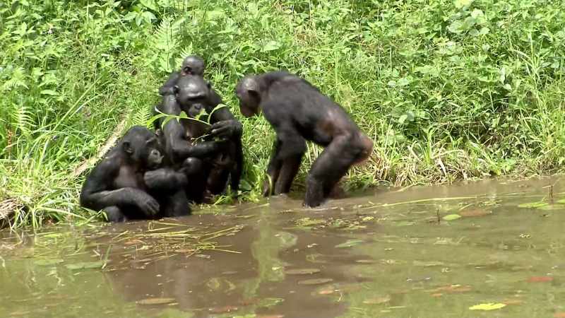 BONOBOS HAVE THIS ABILITY TO BE MORE SOCIAL