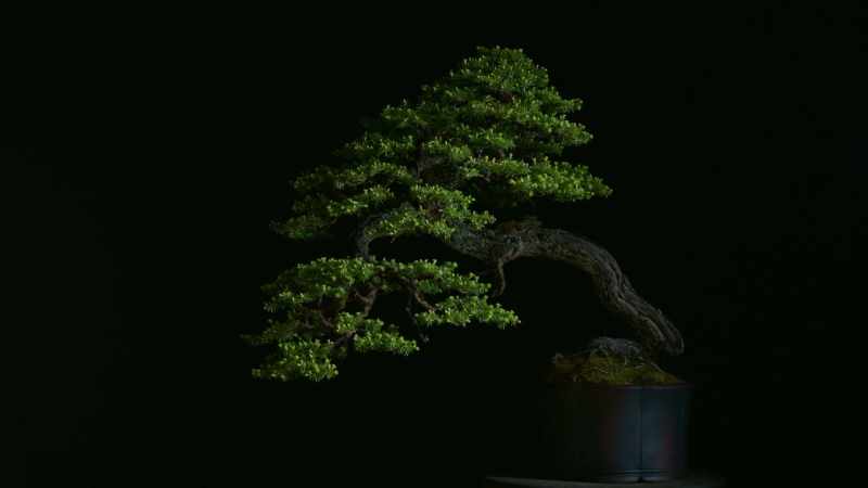 Bonsai literally means 
