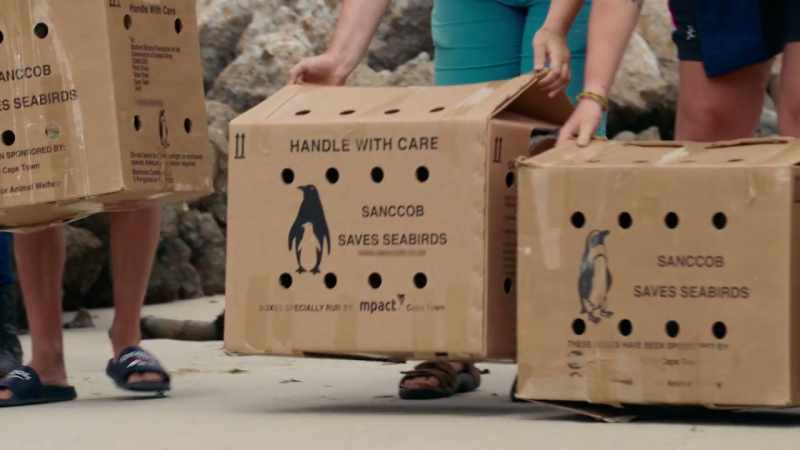 Boosting the species' odds, a few penguins at a time