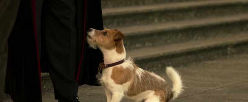 (BOTH BARKING)