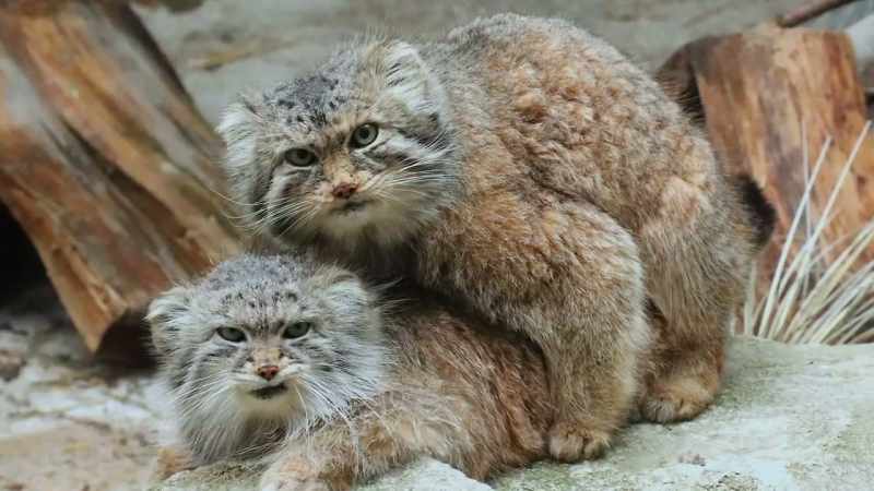 Both paval and manda have been breeding