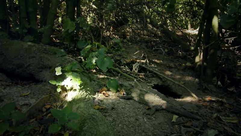 Both the tuatara and the crocodile