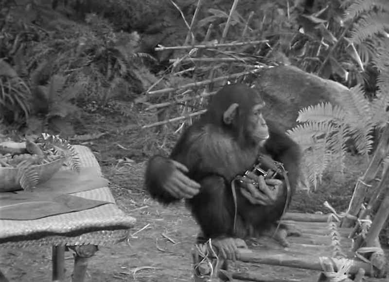 Boy, soon as men leave, Tarzan and Boy go hunting