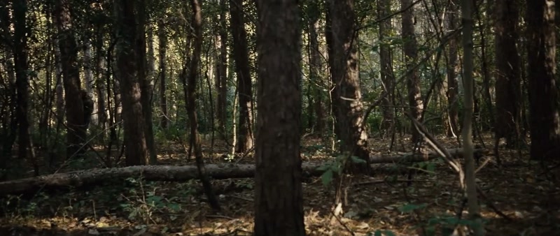(branches cracking)