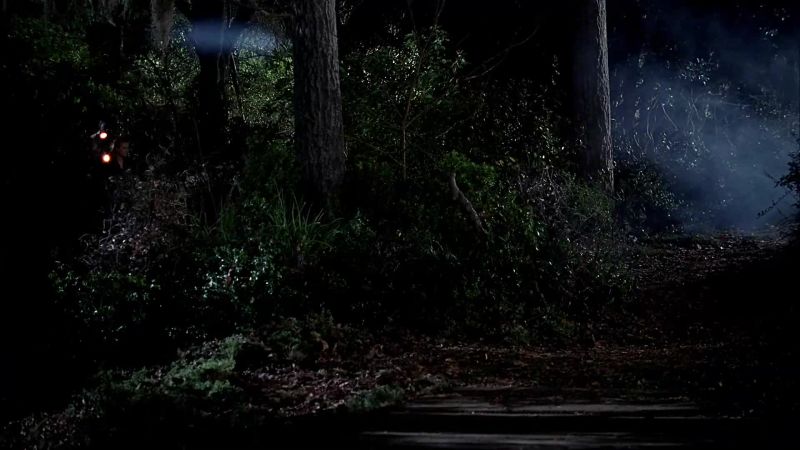 [BRANCHES SNAPPING]