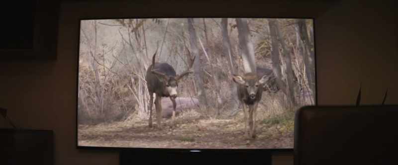 Breeding of animals follows the same basic principles