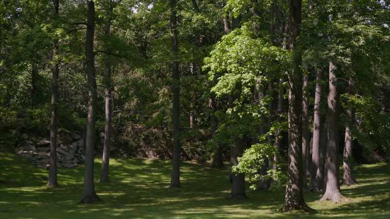 (breeze blowing) - (crow cawing)