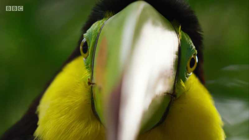 bringing together spectacular stories from Planet Earth II