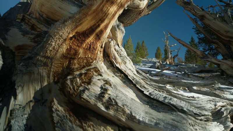 Bristlecone pines