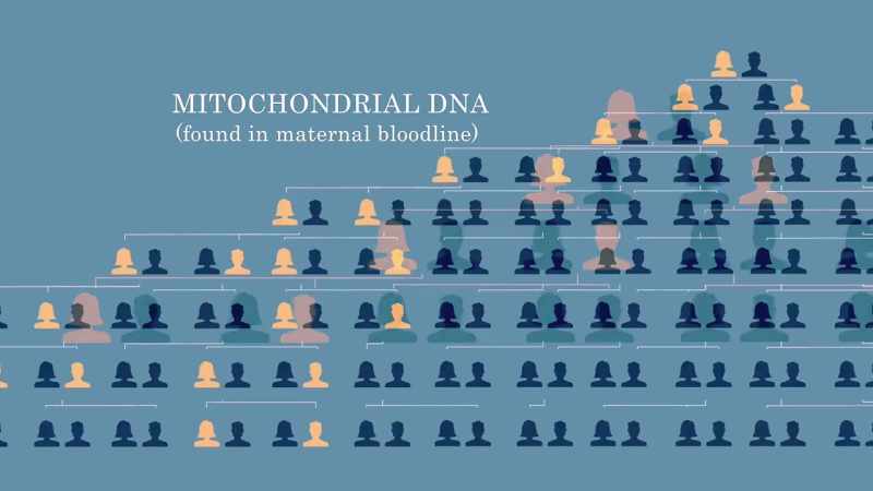 Broad: THE MITOCHONDRIAL MATCH
