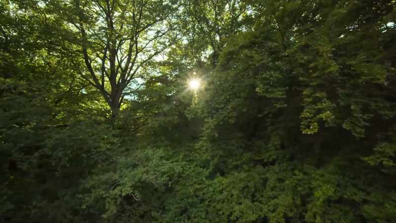 broadleaved woodlands in the south