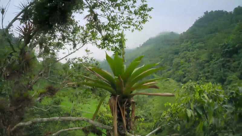 Bromeliad plants grow on branches in the canopy