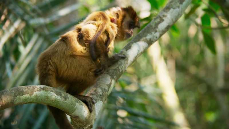 Brown capuchins are up there, looking for a meal