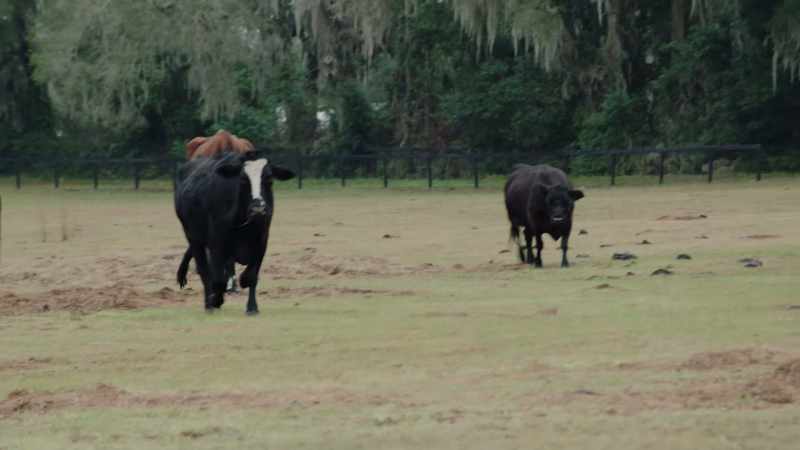 Brownie, the big one with the horns