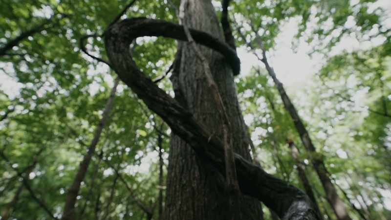 BRUCE: Imagine if you saw something in the woods
