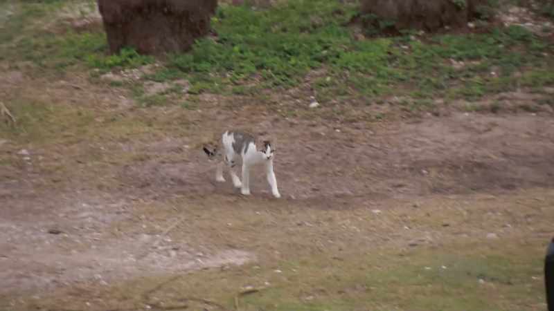 Bryan: Moxey's our cat