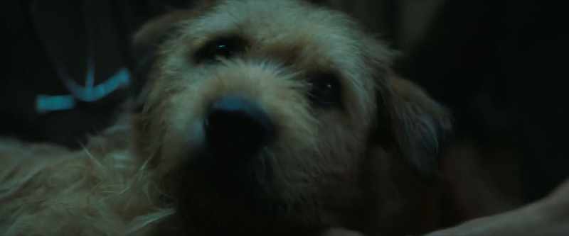 Buddy