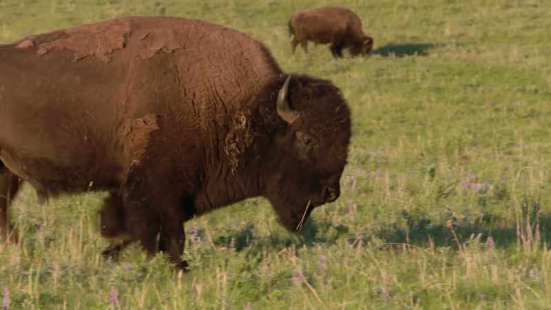 [Buffalo grunts]