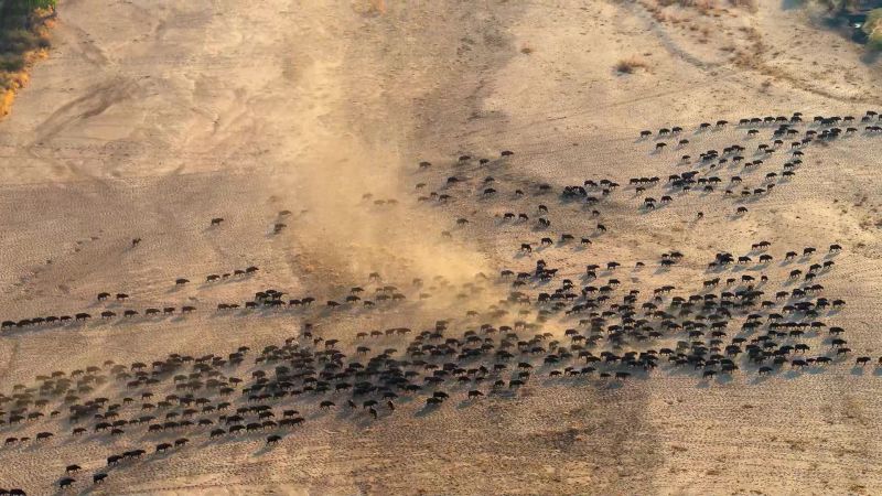 Buffalo, in the urgent search for water