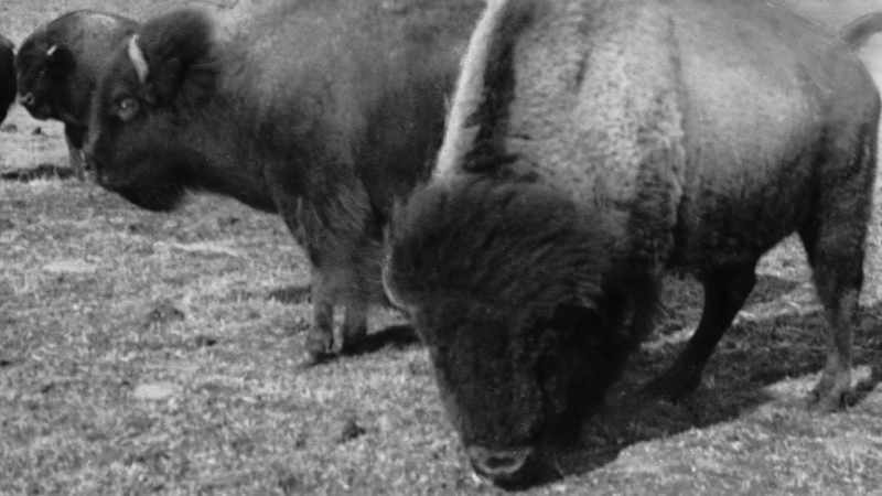Buffalo often grazed so close to Dodge City