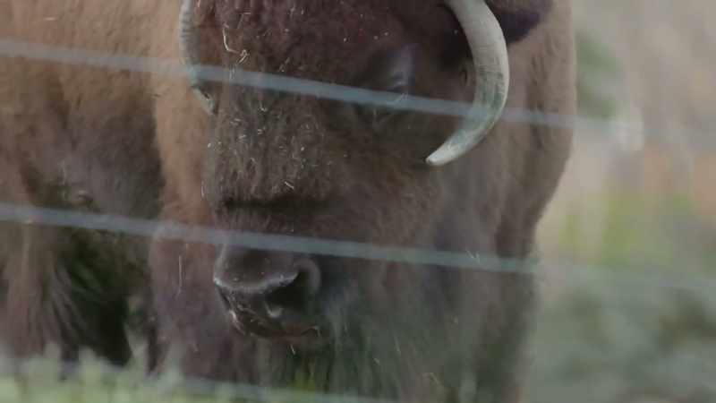 Buffalo resemble bison