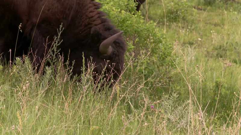 Buffalo teeth became ornaments
