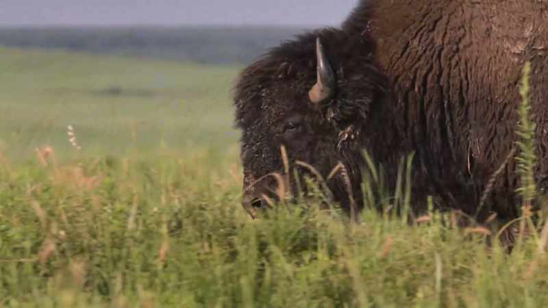 Buffaloes were considered