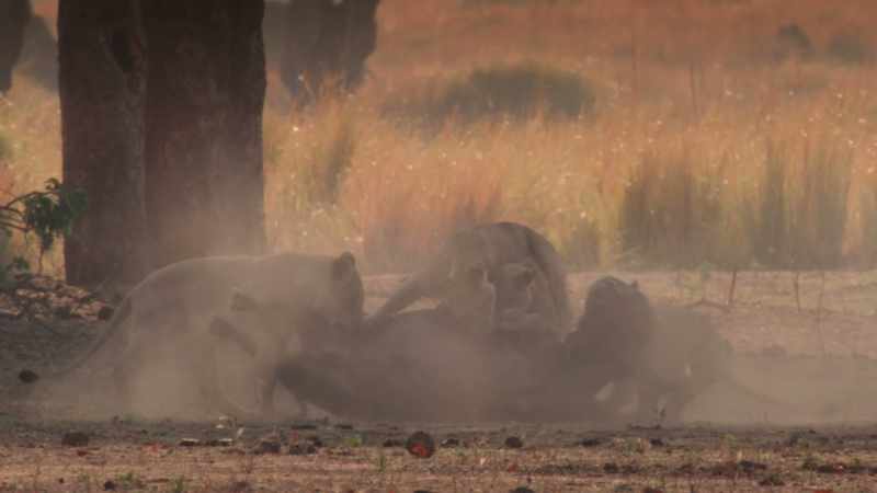 Buffaloes and lions are always in conflict