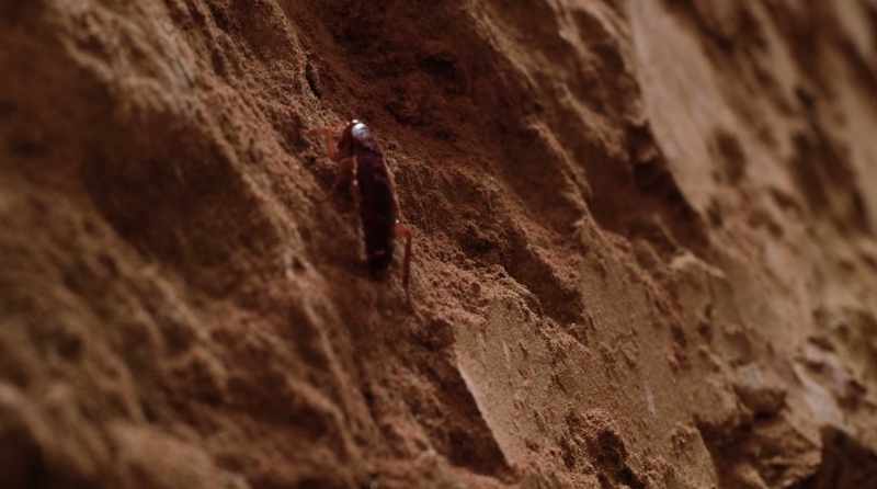 [bug crawling]
