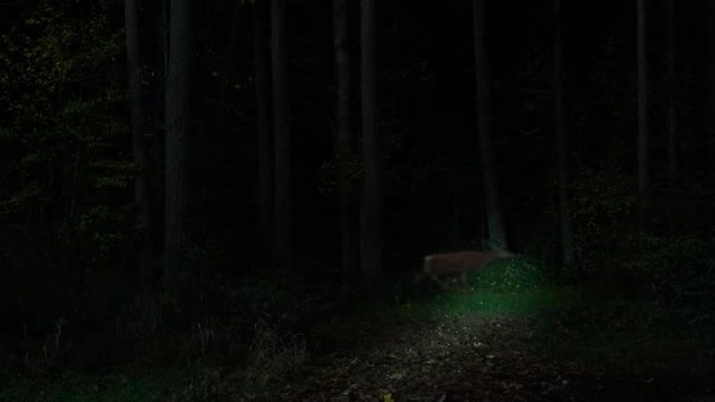 Buh-bye, Bambi