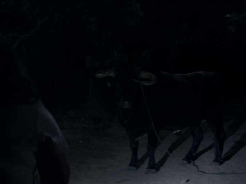 (bull bellows) -(bell chimes)