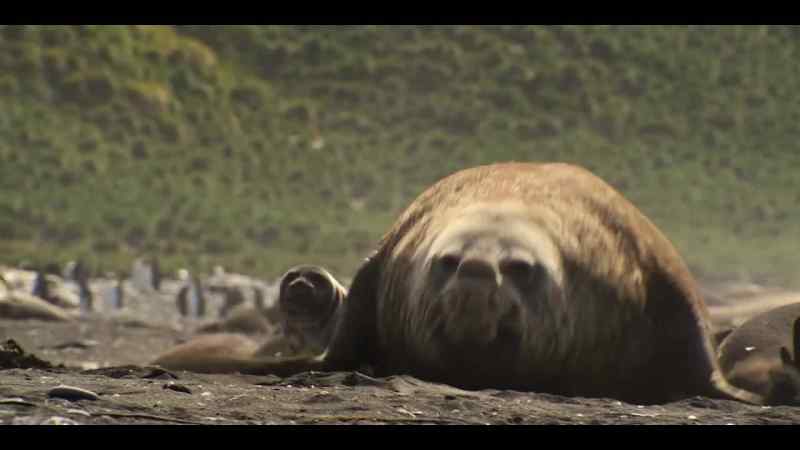 Bull elephant seals