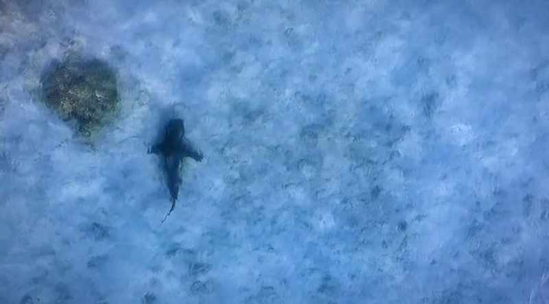 Bull sharks are a Tropical species