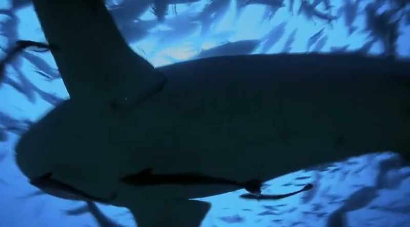 Bull sharks have been responsible for at least