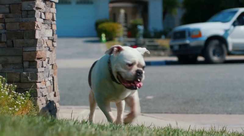 [bulldog] I got your talent right here!