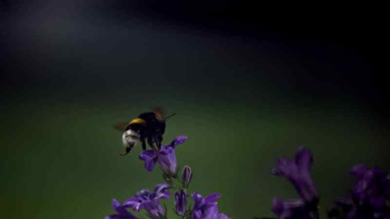 Bumblebees are found all over the northern hemisphere